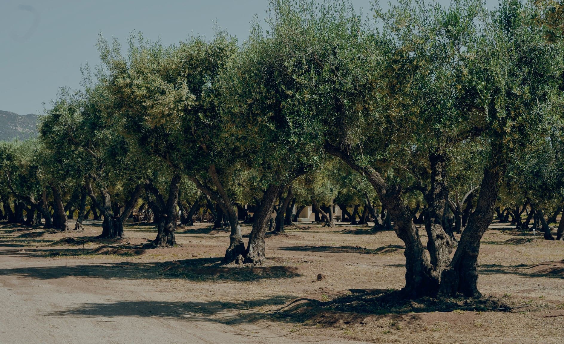 Valle de Guadalupe